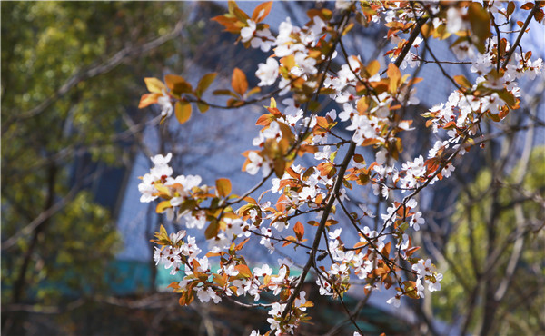 春暖花開，等你歸來——邀你云賞南新春景，以慰思念