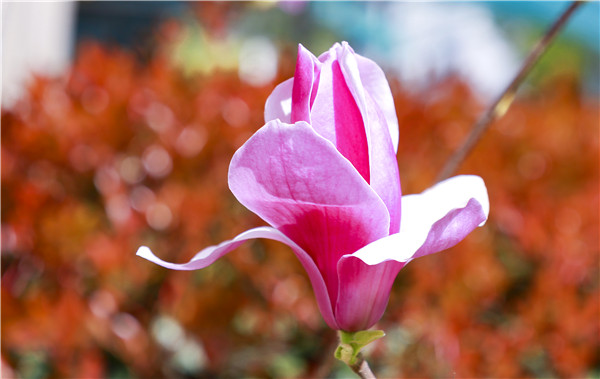 春暖花開，等你歸來——邀你云賞南新春景，以慰思念