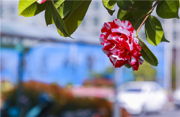 春暖花開，等你歸來——邀你云賞南新春景，以慰思念