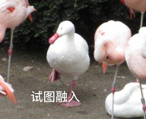 新華互聯(lián)網(wǎng)科技正式入駐Bilibili！會摩擦出什么樣火花呢？